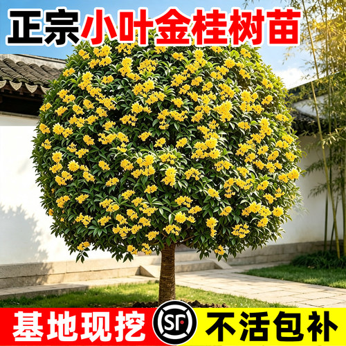 【热销2w+】小叶金桂花树苗