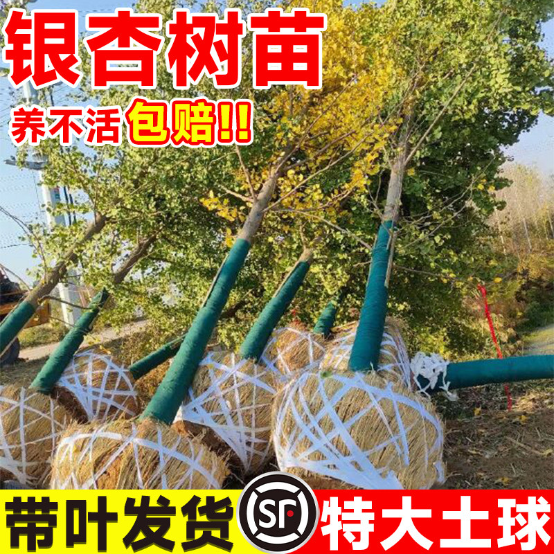 银杏树活苗带土大树苗别墅庭院绿化风景金叶白果行道树南北方种植