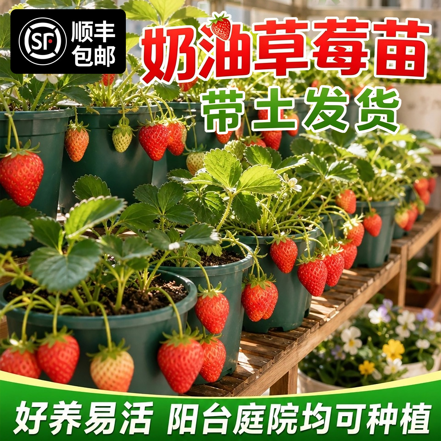 奶油草莓苗秧盆栽四季结果脱毒优质玄玉草莓新苗特大号批发果树苗