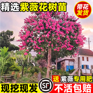 红花紫薇花树苗美国红火箭庭院大型老桩耐寒风景树丛生紫薇树苗