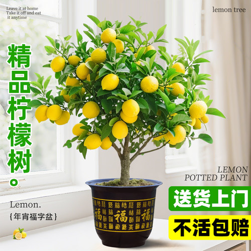 香水柠檬树盆栽绿植带果老桩