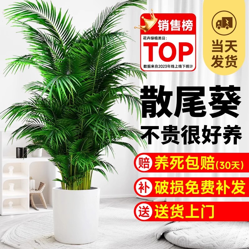 散尾葵植物盆栽客厅天堂鸟