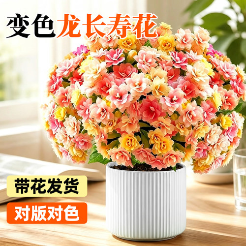 【全网花卉绿植热销10w+】