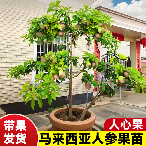 人心果树果苗马来西亚人参果特大号盆栽室内外庭院好养南北方种植