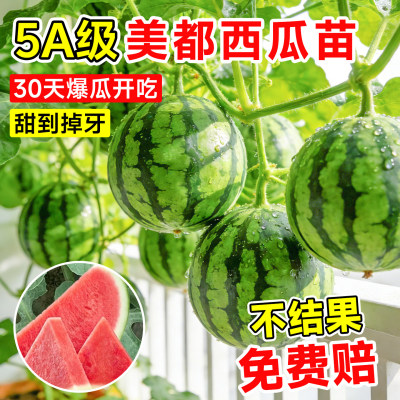 【热销榜top产品】西瓜大苗