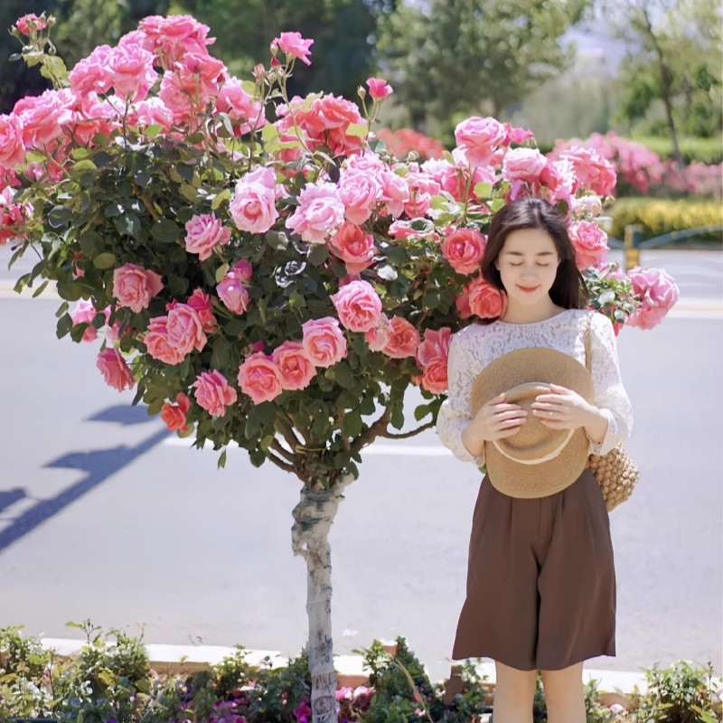 树桩月季特大开花多色嫁接