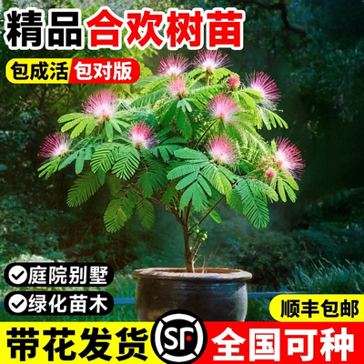 合欢花树苗绒花树行道风景大树耐寒旱庭院室外地栽工程绿化树植物