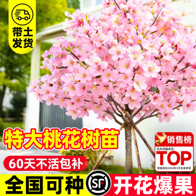 【回购榜top】特大桃花树苗