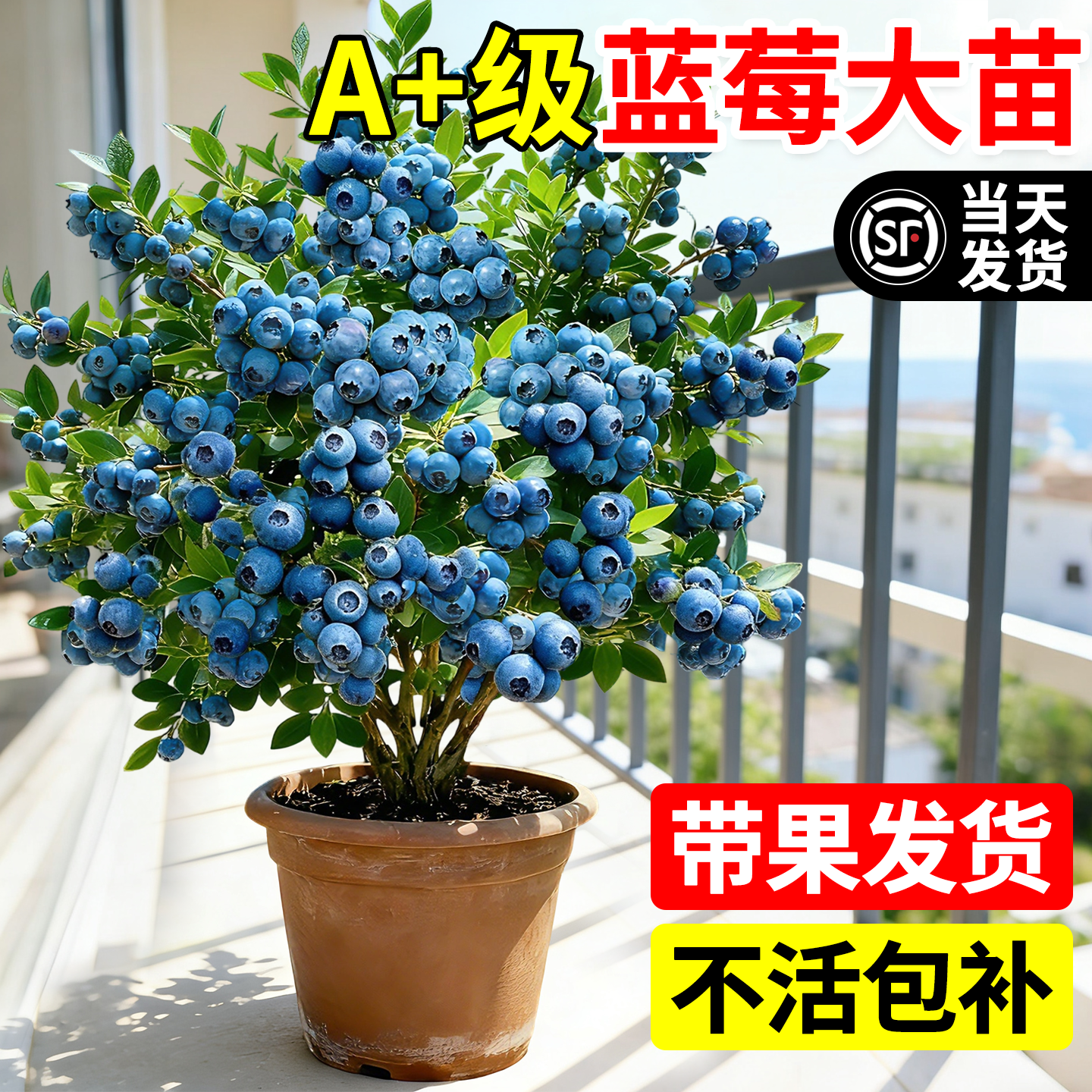 蓝莓树果苗盆栽带果特大号室内外阳台地栽庭院四季南北方种植果苗,鲜花速递/花卉仿真/绿植园艺,果树,淘宝优惠券,粉丝福利购,淘宝优惠卷