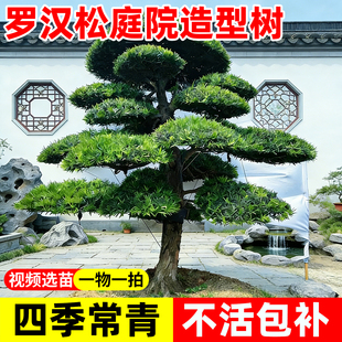 罗汉松庭院造型树室外别墅地栽耐寒耐旱绿化大树四季常青造景真树