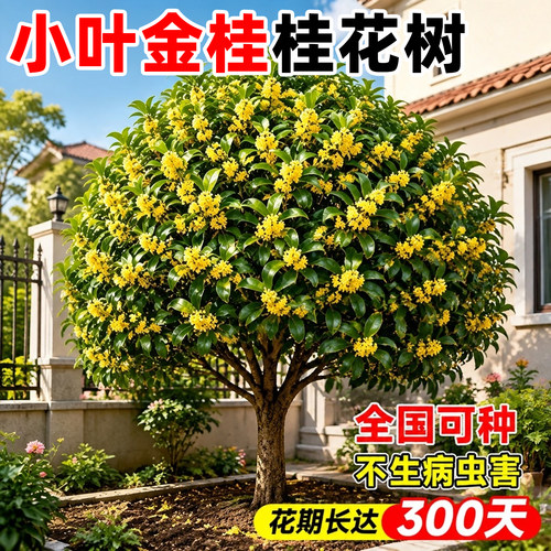 【全网花卉绿植热销10w+】