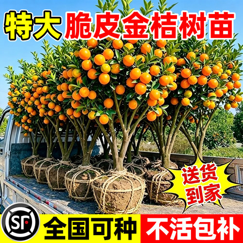 【诚信卖家】特大脆皮金桔树苗