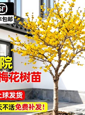 正宗腊梅花树苗庭院地栽耐寒冬季开花卉植物阳台浓香高杆原生腊梅