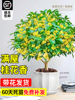 四季桂花树苗盆栽老桩花卉八月桂室内客厅绿植好养阳台浓香型植物