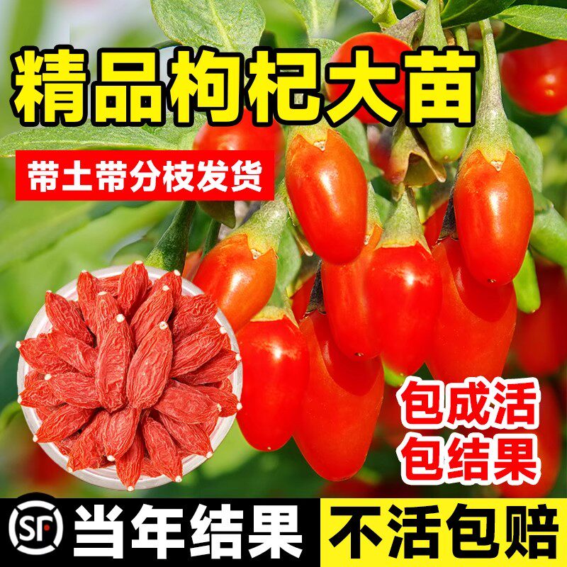 南北方耐寒枸杞树苗棵棵结果爆满图片