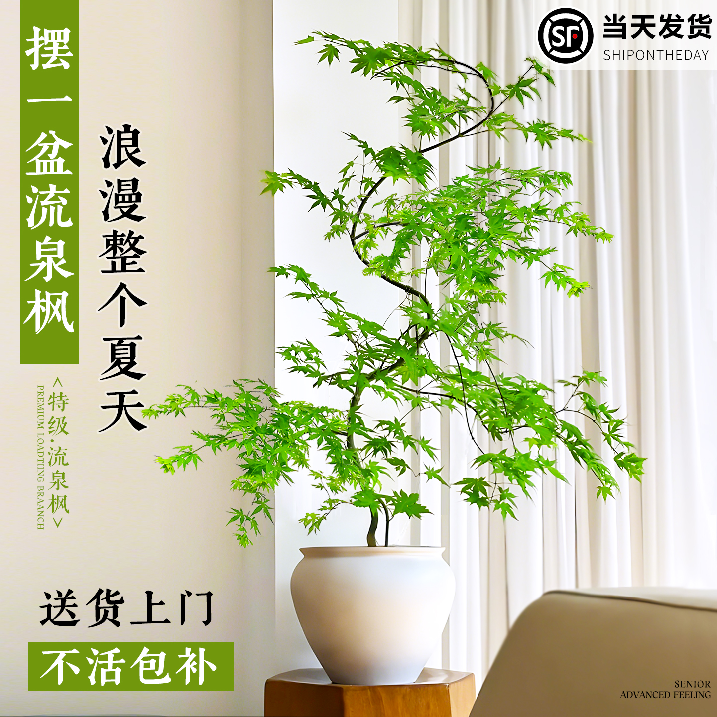 造型流泉枫盆栽室内绿植客厅高级感摆件枫树盆景四季好养禅意植物