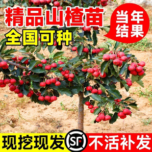 精品山楂苗北方正宗特大果树苗耐寒耐旱庭院地栽阳台盆栽当年结果