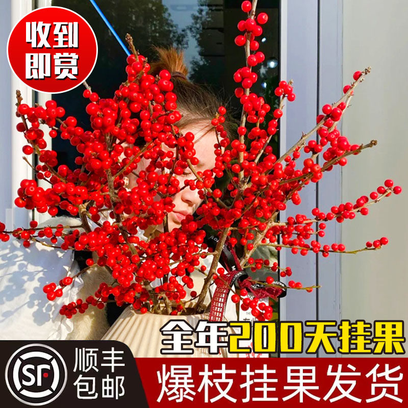 北美冬青盆栽红果冬青精品老桩盆景庭院盆栽欧洲红豆果 带果发货