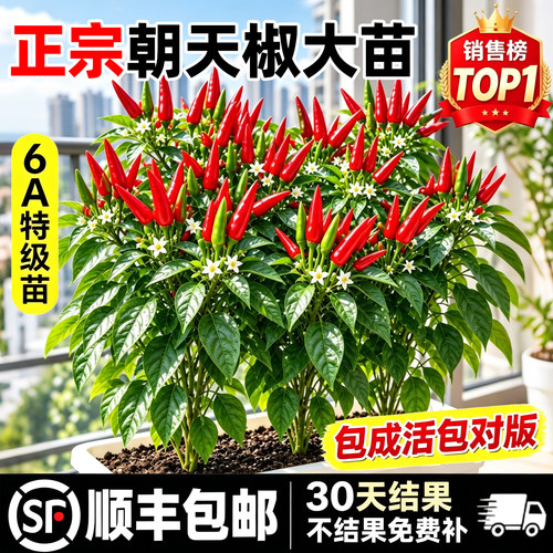 [全网热卖]家庭种植辣椒苗