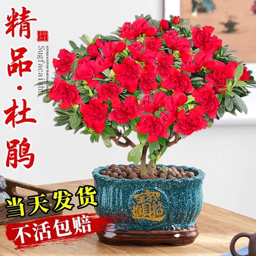 杜鹃四季开花盆栽树苗老桩带花苞花卉绿植物室内阳台庭院好养易活