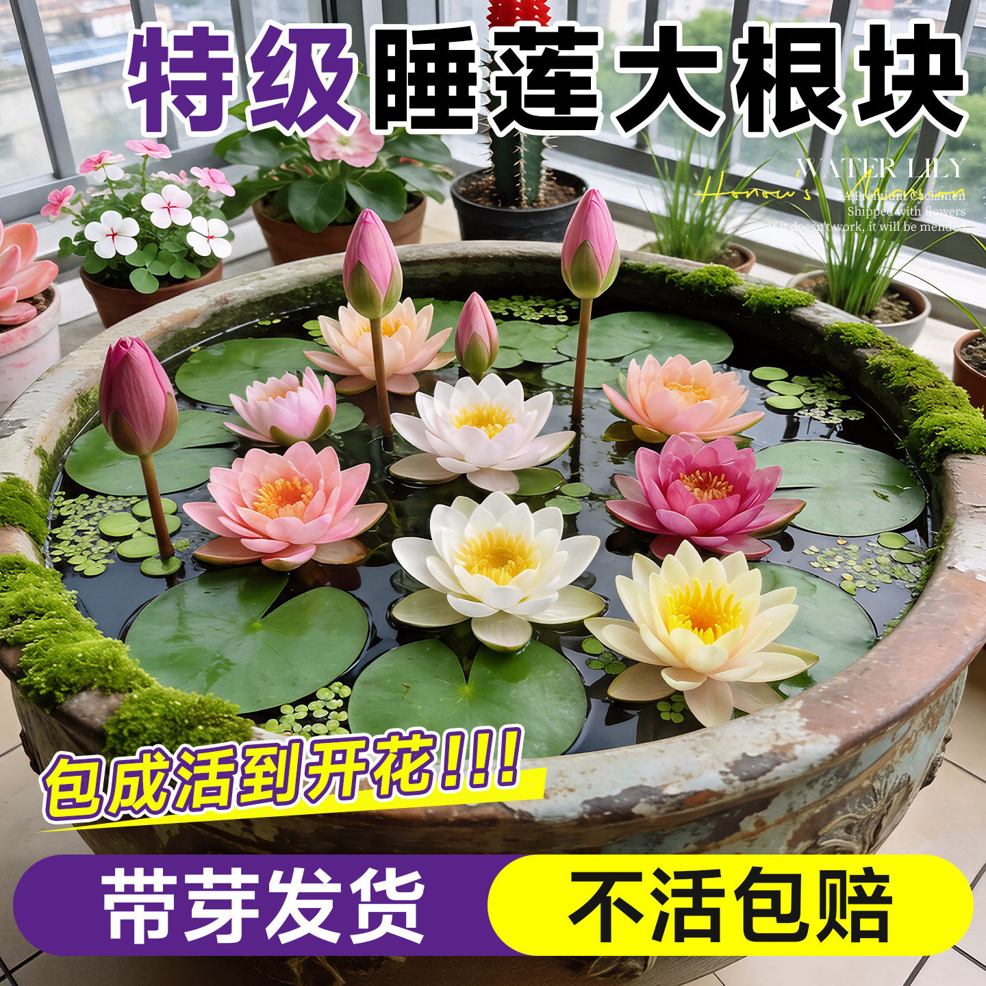 睡莲水培植物四季水养花卉水池塘莲花根块盆栽碗莲荷花藕种带花苞