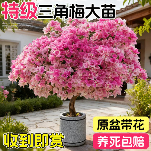 造型三角梅盆栽老桩带花苞