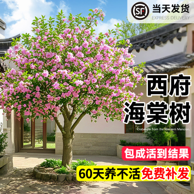 海棠树苗高杆西府垂丝海棠花树苖