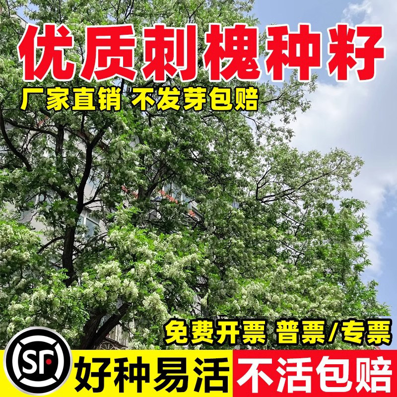刺槐种子白花刺槐树香花槐紫穗槐洋槐蜜蜂采蜜槐花黄花槐树草种籽