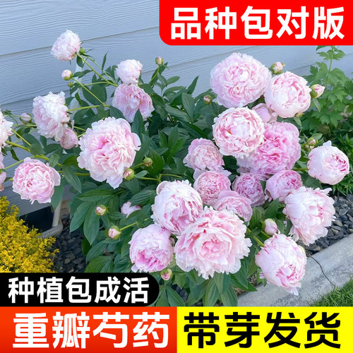 芍药花苗重瓣带芽带花苞种根盆栽勺药花种籽子种球牡丹四季花卉