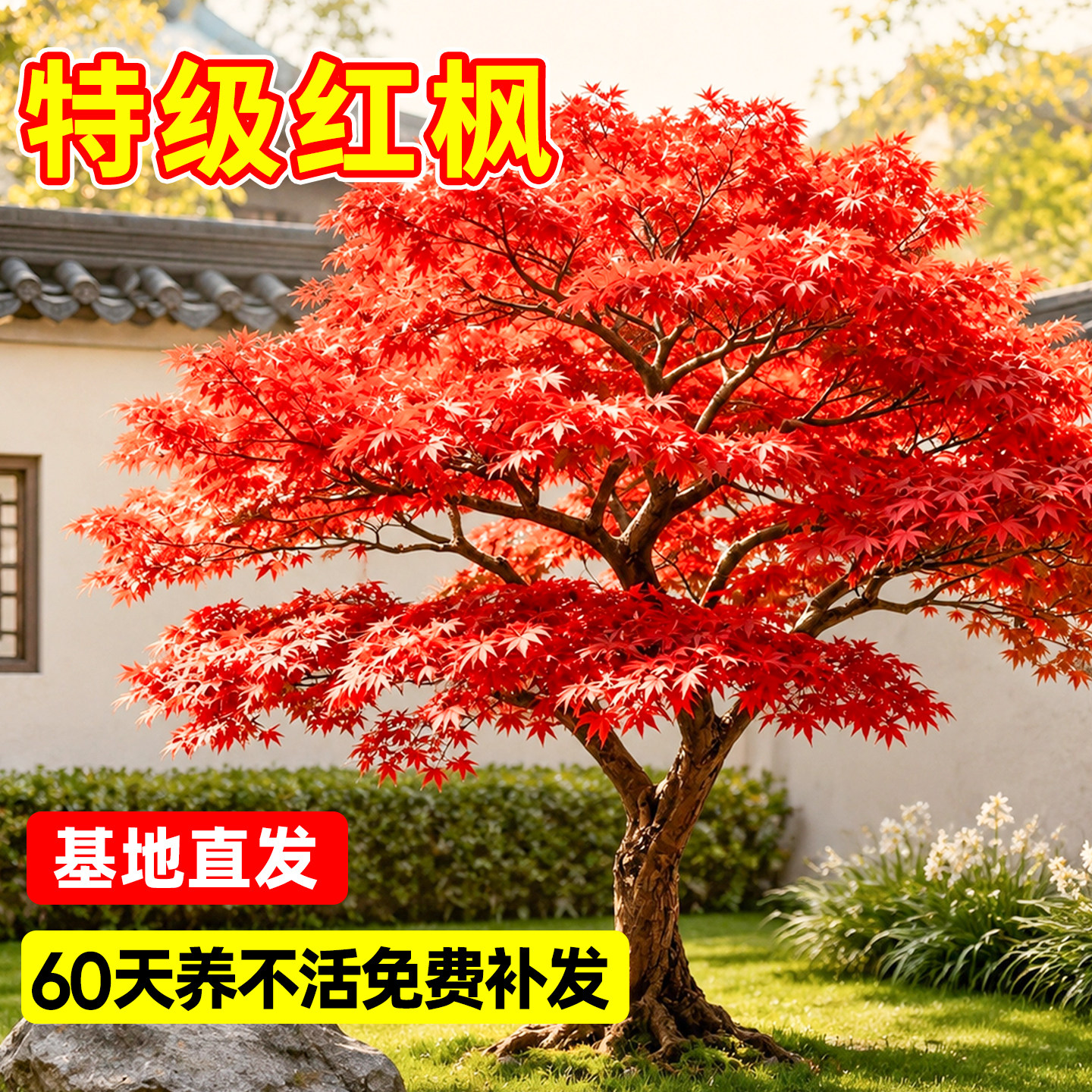 【诚信卖家】日本红舞姬红枫老桩图片