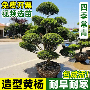 小叶黄杨庭院造型树雀氏黄杨盆景树四季常青树苗别墅绿化进化空气