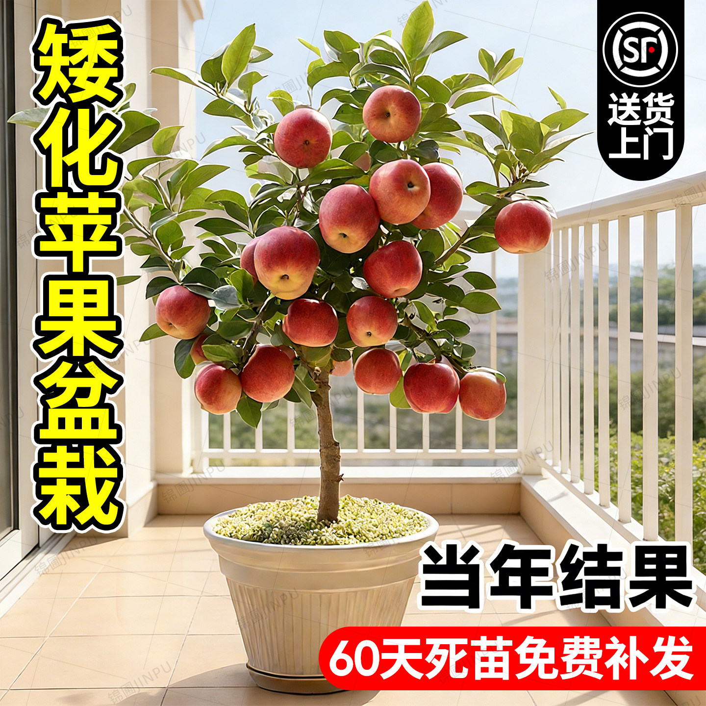 矮化苹果盆栽嫁接红富士果树苗阳台南北方耐寒冰糖心果苗当年结果,鲜花速递/花卉仿真/绿植园艺,果树,淘宝优惠券,粉丝福利购,淘宝优惠卷