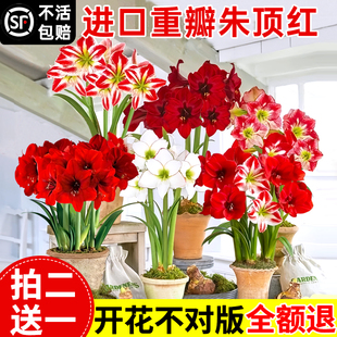 朱顶红进口重瓣种球带花苞阿弗雷竹顶红盆栽卉室内阳台绿植物好养