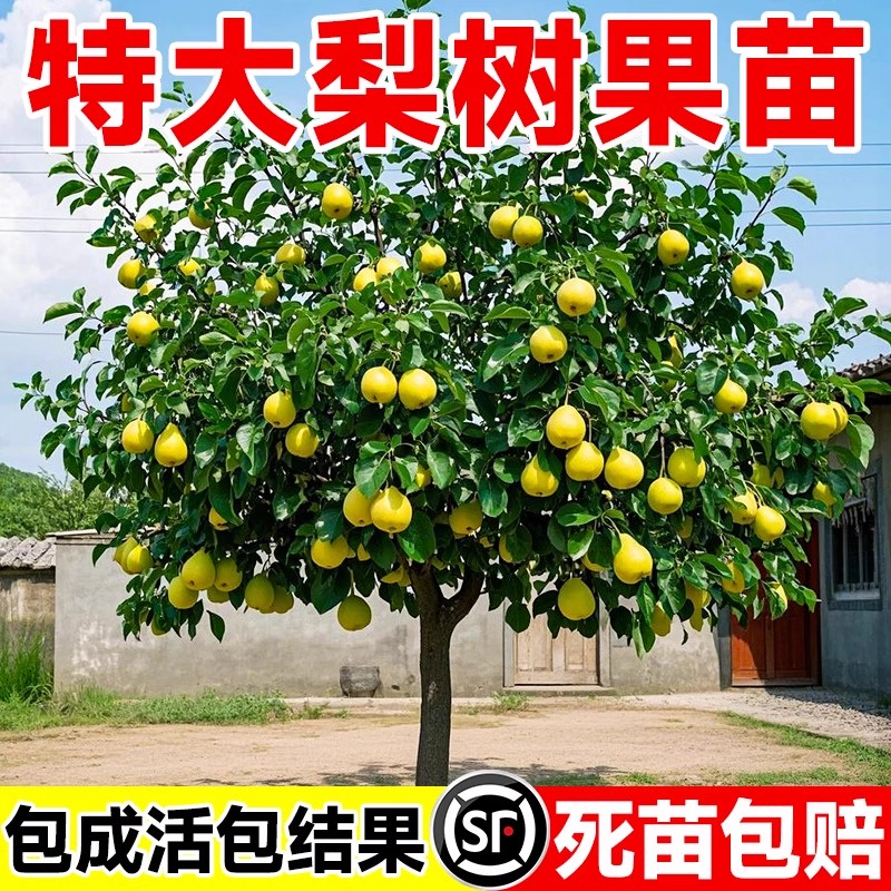 特大梨树果树苗全国可种当年结果