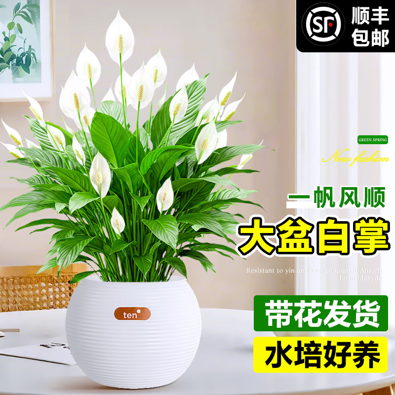 大盆白掌一帆风顺盆栽带花水培植物花卉办公室内绿植好养活去甲醛