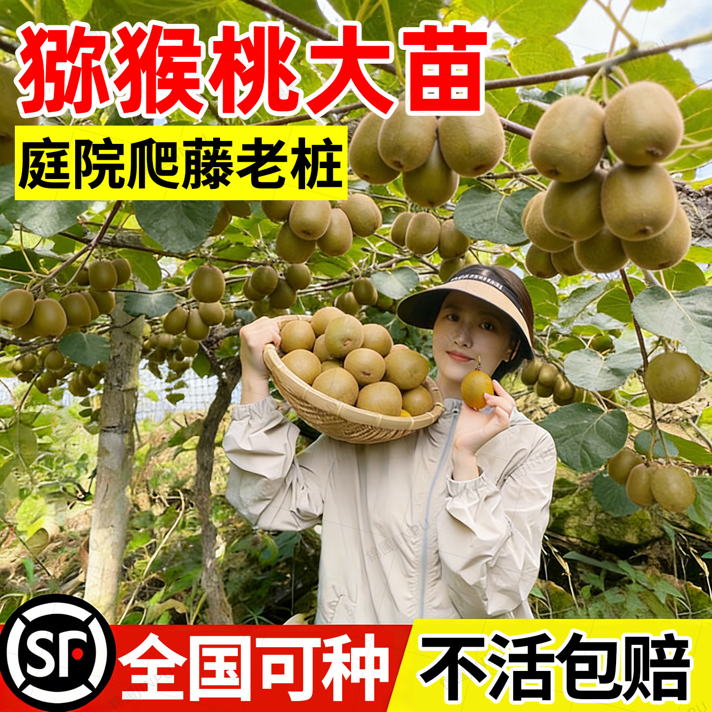 【爆款热销10万+】猕猴桃树果苗图片