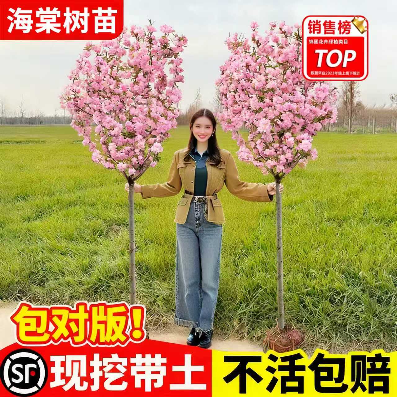 北美海棠树苗庭院地栽大树