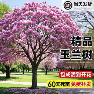 玉兰花树苗带花苞庭院室外四季好养红白黄紫玉兰花盆栽辛夷花大树