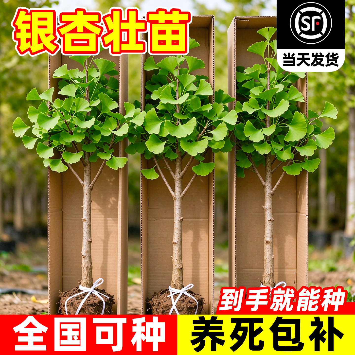 银杏树活苗带土金叶白果别墅庭院大苗园林绿化风景大树地栽行道树
