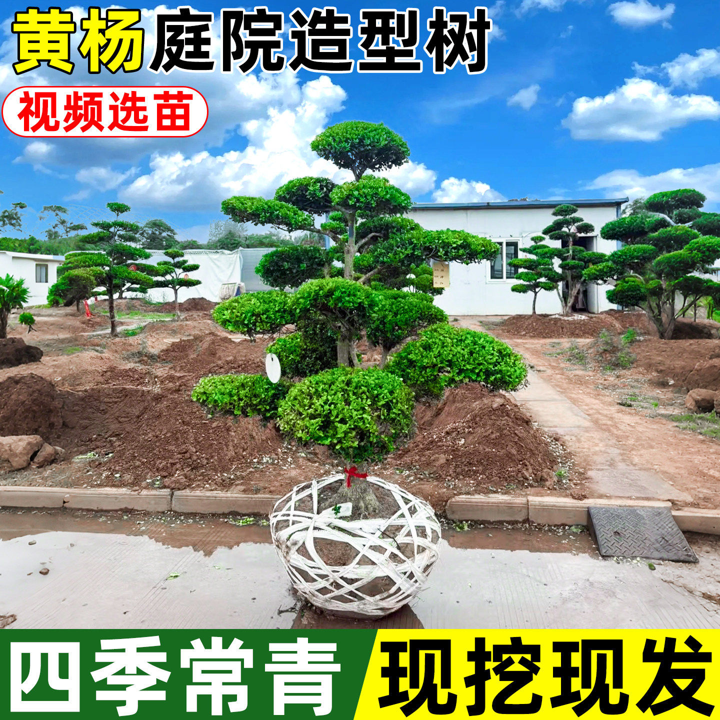 黄杨庭院造型树黑松小叶女贞罗汉松老桩盆景别墅小区绿化造型树苗,鲜花速递/花卉仿真/绿植园艺,观叶 /花灌木,淘宝优惠券,粉丝福利购,淘宝优惠卷