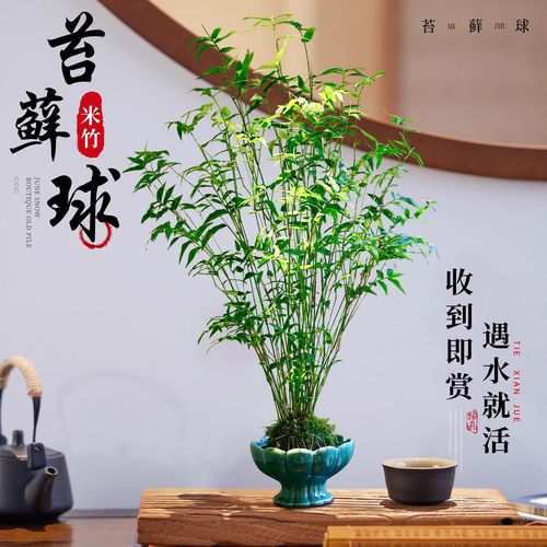 米竹苔藓球植物鱼缸观赏