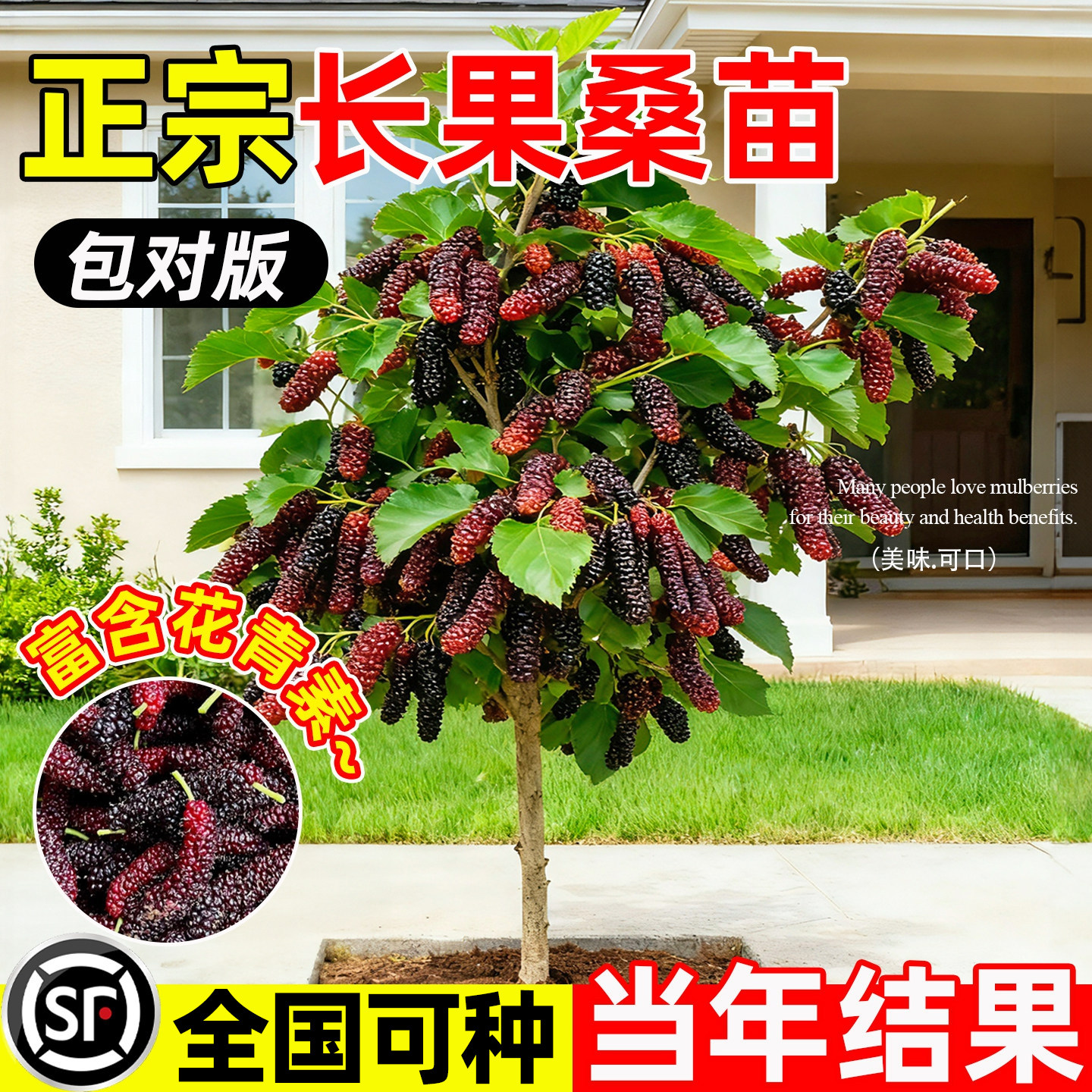 正宗桑葚树苗大果食用果苗耐寒种绿植果树白色四季新品种桑椹正宗