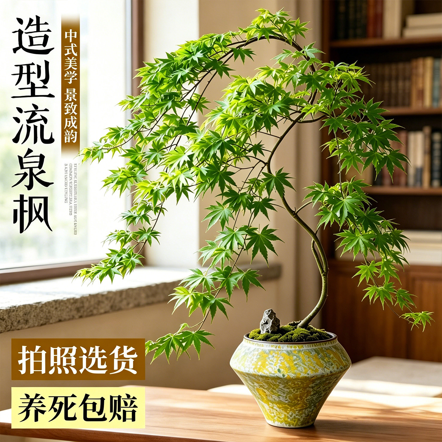 流泉枫盆栽大型绿植书房客厅室内植物七本枫树禅意办公室枫叶盆景