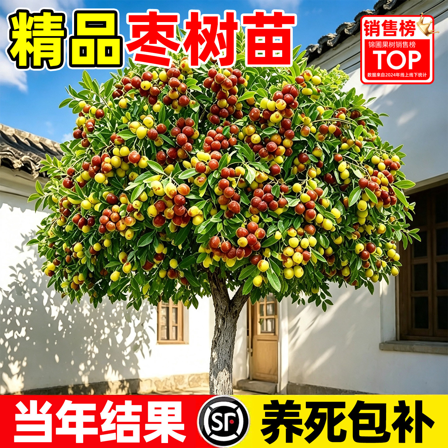 精品冬枣树苗嫁接枣树活苗带土球南北方种植特大超甜当年结果树苗