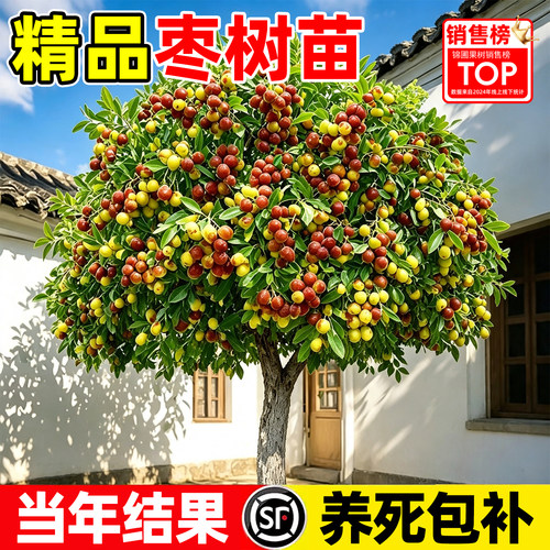 【全网热销5万+】精品冬枣树苗