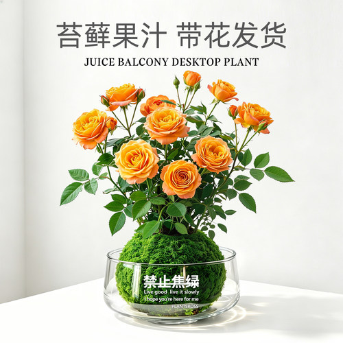 果汁阳台苔藓球盆栽水培植物