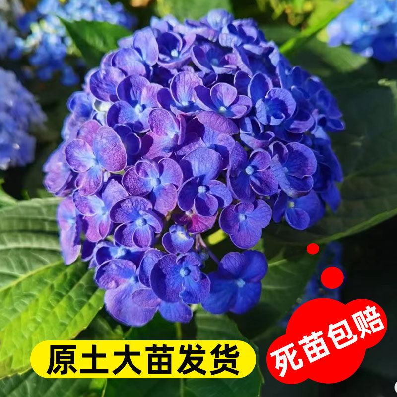 爆米花大花绣球进口新品耐寒耐热四季庭院阳台可调色盆栽室内花卉