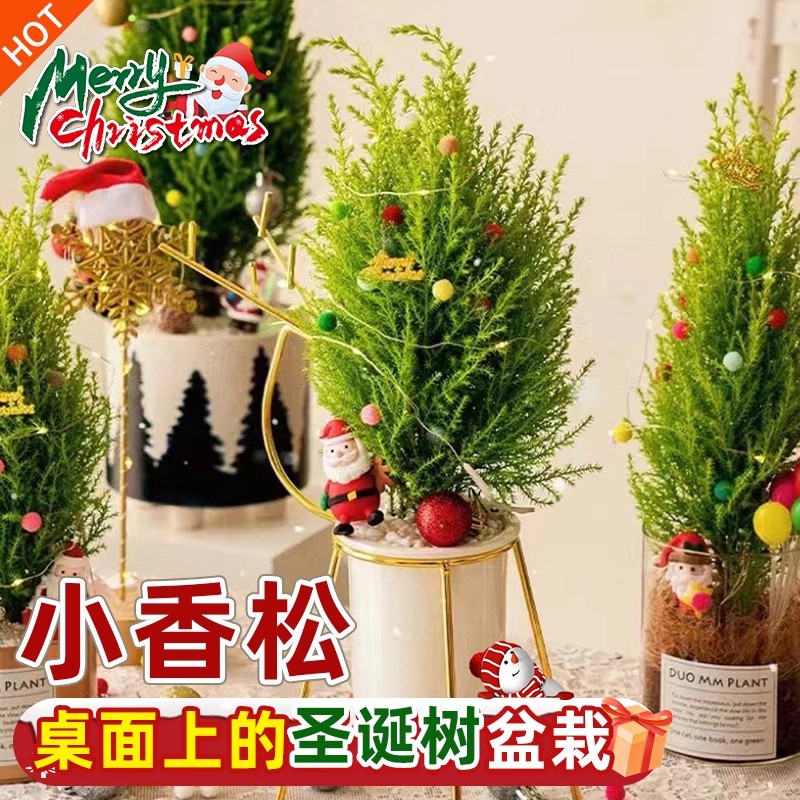 香冠柏小香松盆栽植物圣诞树图片