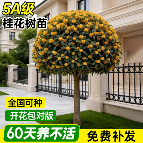 【平台推荐】5A特级桂花树苗