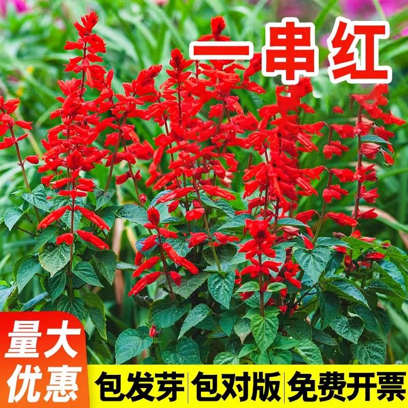 一串红盆栽种子四季播种开花庭院园林工程景观绿化高矮杆花卉种籽